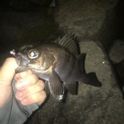 またまたメバリング