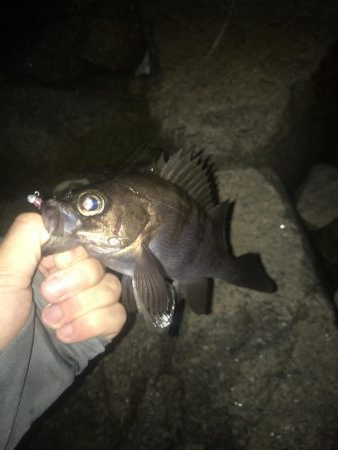 またまたメバリング