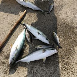 印南伝馬船庄門丸さんにて