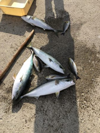 印南伝馬船庄門丸さんにて