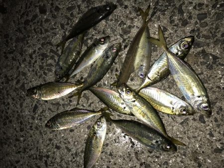 寒いけど夜釣り