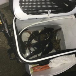 初釣りはメバル、ガシラでスタート