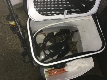 初釣りはメバル、ガシラでスタート