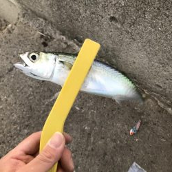 初釣り