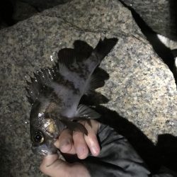 今季初メバリング