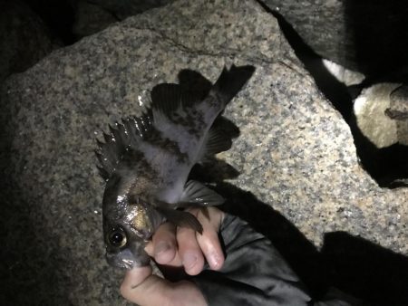 今季初メバリング