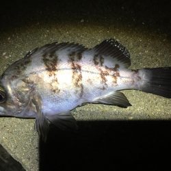 寝坊からのメバリング