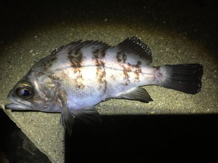 寝坊からのメバリング