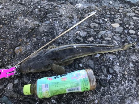 新年初フィッシュ