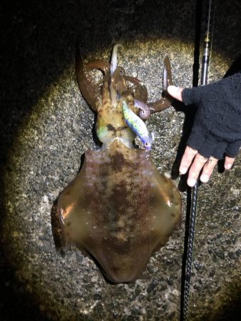 アオリイカ 大量