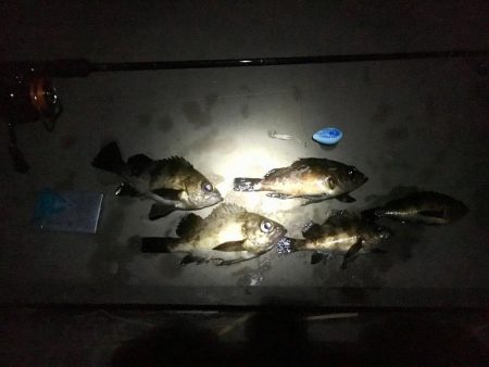 メバリング釣行