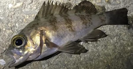 風強すぎました