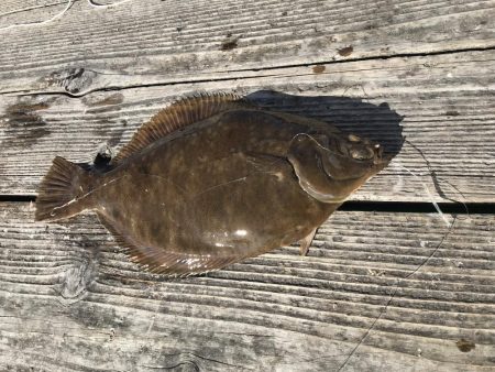 うちの海カレイ