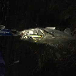 真冬のシャロー