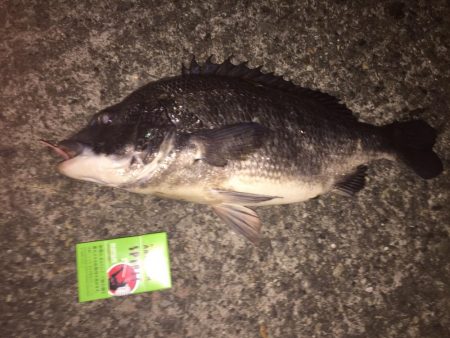 無風メバリング？