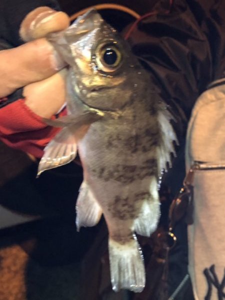 河下漁港でメバリング