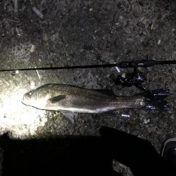 メバリングのはずなのに