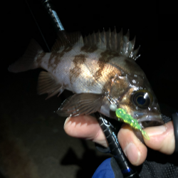 メバリング初め