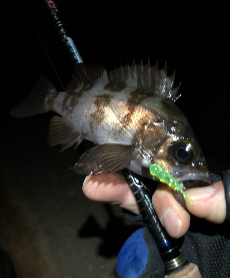 メバリング初め