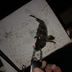 夜釣りでメバリング
