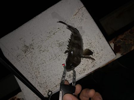 夜釣りでメバリング