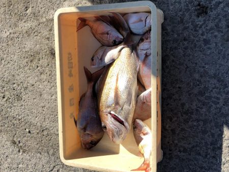 庄門丸伝馬船in印南