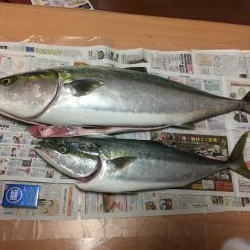 出た！メーター越え ショアブリ