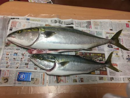 出た！メーター越え ショアブリ