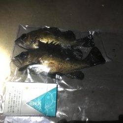 メバリング釣行