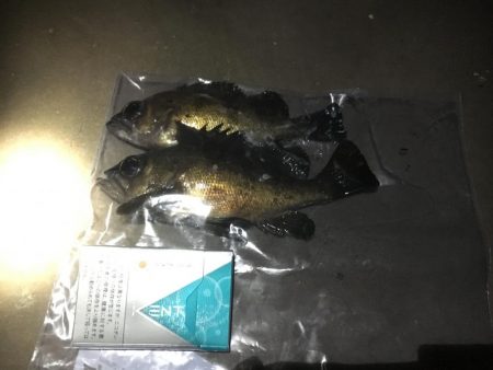 メバリング釣行