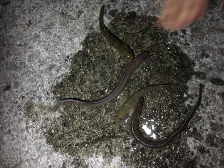 佐野漁港にアナゴを狙いに