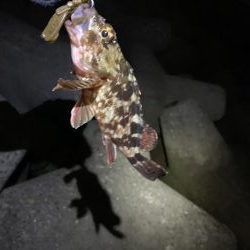 ロックフィッシング