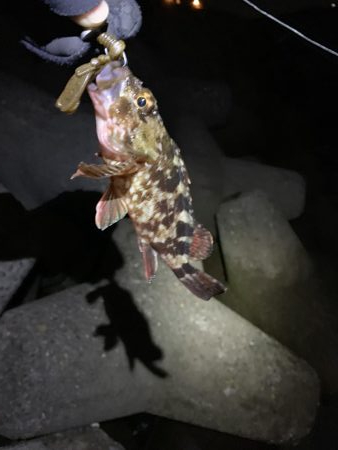 ロックフィッシング