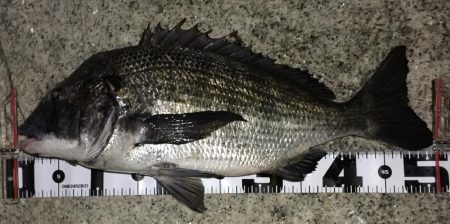 ビギナーです。