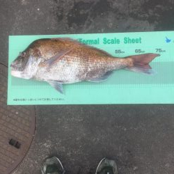 今年初の鯛ラバ