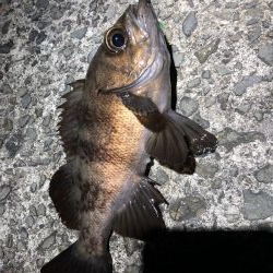 メバルの楽園発見