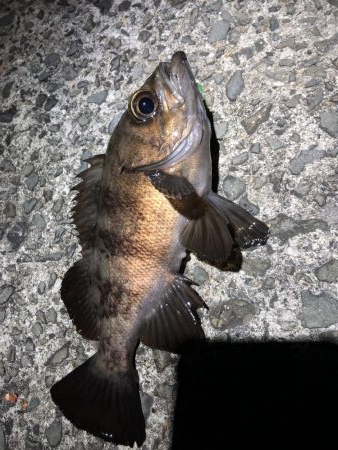 メバルの楽園発見