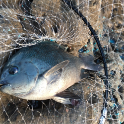大島沖ソエでグレとイサキ