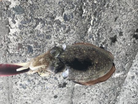 今年初のエギング