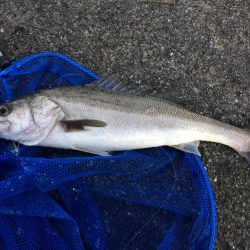 2019初ショアジギ