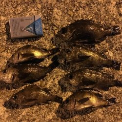 爆風のメバルプラッキング