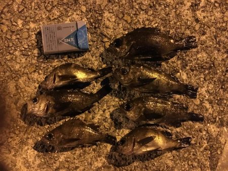 爆風のメバルプラッキング