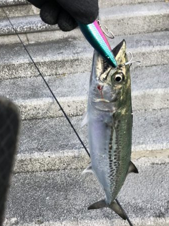 実は美味しいサゴシ探して、