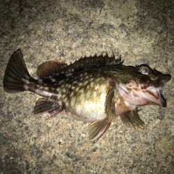 初釣りはガシリング