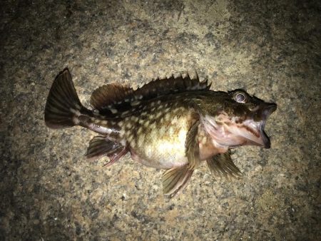 初釣りはガシリング