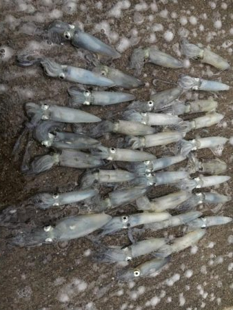 釣り始めヒイカ釣行！