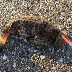 激風 ちょい投げ