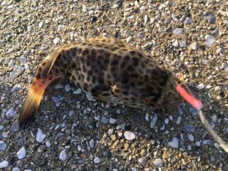 激風 ちょい投げ