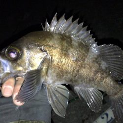 新年 メバリング開始