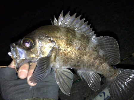 新年 メバリング開始